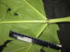 Thumbnail IMG_3377.JPG 