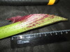 Thumbnail IMG_3378.JPG 