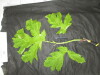 Thumbnail IMG_3379.JPG 