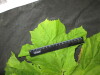 Thumbnail IMG_3381.JPG 