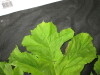 Thumbnail IMG_3382.JPG 