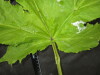 Thumbnail IMG_3383.JPG 