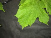 Thumbnail IMG_3384.JPG 