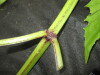 Thumbnail IMG_3385.JPG 