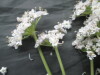 Thumbnail IMG_3387.JPG 