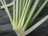Thumbnail IMG_3388.JPG 