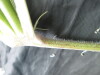 Thumbnail IMG_3389.JPG 
