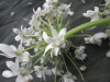 Thumbnail IMG_3391.JPG 