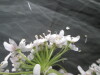 Thumbnail IMG_3392.JPG 
