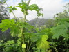 Thumbnail IMG_2852.JPG 