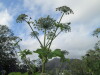Thumbnail IMG_2853.JPG 