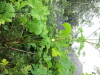 Thumbnail IMG_2854.JPG 