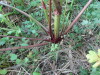 Thumbnail IMG_2855.JPG 