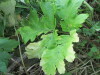 Thumbnail IMG_2856.JPG 