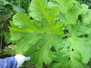 Thumbnail IMG_2858.JPG 