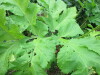Thumbnail IMG_2859.JPG 
