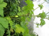 Thumbnail IMG_2860.JPG 