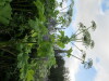 Thumbnail IMG_2861.JPG 