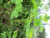 Thumbnail IMG_2862.JPG 