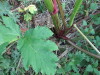 Thumbnail IMG_2863.JPG 