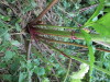 Thumbnail IMG_2864.JPG 