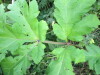 Thumbnail IMG_2865.JPG 