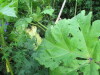 Thumbnail IMG_2866.JPG 