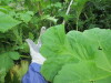 Thumbnail IMG_2867.JPG 