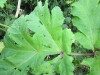 Thumbnail IMG_2868.JPG 