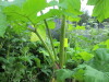 Thumbnail IMG_2869.JPG 