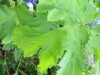Thumbnail IMG_2870.JPG 