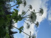 Thumbnail IMG_2871.JPG 