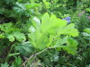 Thumbnail IMG_2873.JPG 