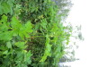 Thumbnail IMG_2874.JPG 