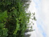 Thumbnail IMG_2875.JPG 