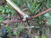Thumbnail IMG_2876.JPG 