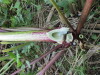Thumbnail IMG_2877.JPG 