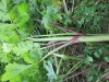 Thumbnail IMG_2878.JPG 