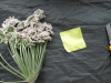 Thumbnail IMG_3338.JPG 