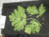 Thumbnail IMG_3339.JPG 