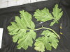 Thumbnail IMG_3340.JPG 