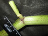 Thumbnail IMG_3342.JPG 