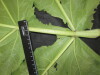 Thumbnail IMG_3343.JPG 