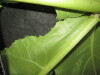 Thumbnail IMG_3344.JPG 