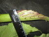 Thumbnail IMG_3345.JPG 