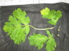 Thumbnail IMG_3346.JPG 