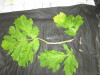 Thumbnail IMG_3347.JPG 