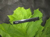 Thumbnail IMG_3348.JPG 