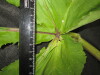 Thumbnail IMG_3350.JPG 