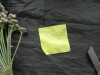 Thumbnail IMG_3355.JPG 